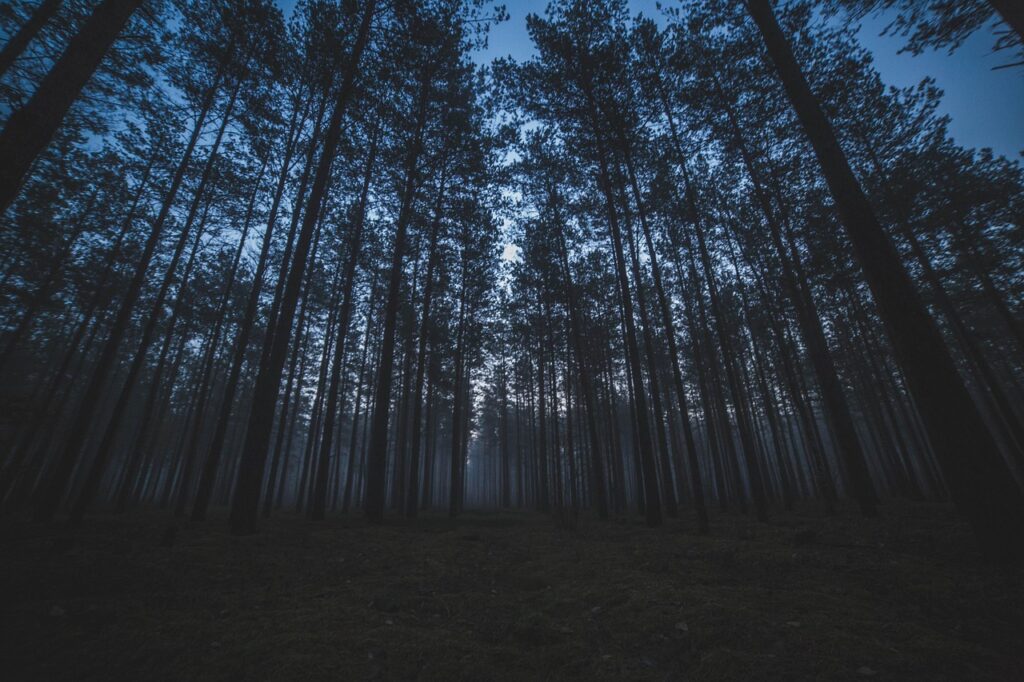 forest, trees, nature, landscape, pines, spruce, woods, night, dark, forest, forest, night, night, night, night, night, dark, dark, dark, dark